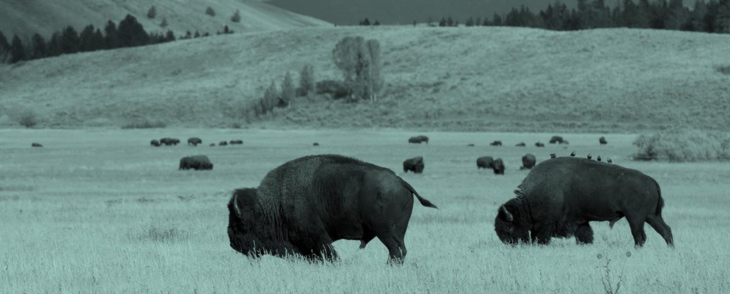 Bison Banking Brief August 2024