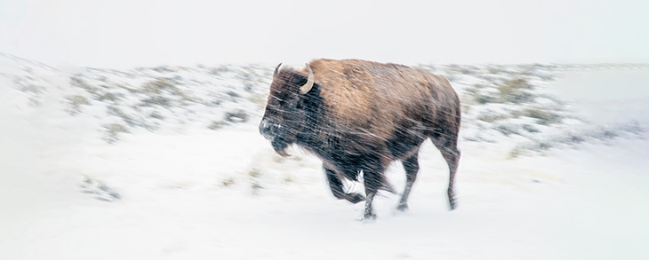 Lean into Your Storm: The Power of D.A. Davidson’s Bison